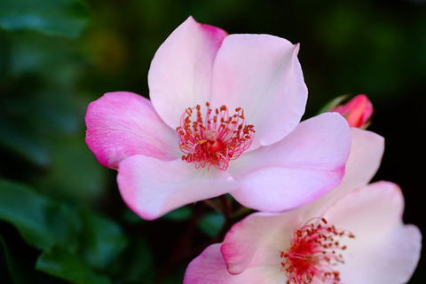 ピンク　サクリーナ5401