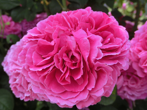 サー　エドワード　エルガーsCIMG4897