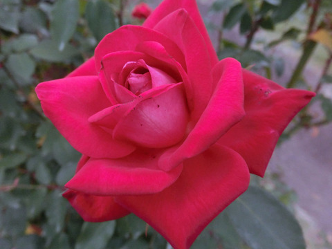 うたげ　宴　（うたげ）sCIMG6972