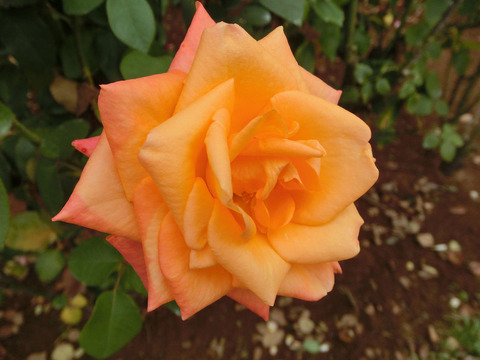 とこなつ　常夏　（とこなつ）sCIMG7114