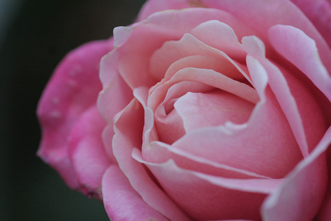 プリンセス　チチブ6923