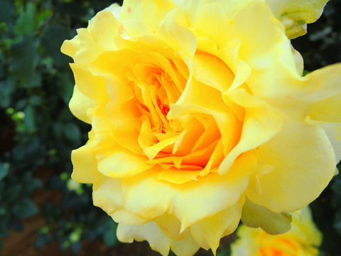 ゴールデン　メダイヨンsDSCN5141