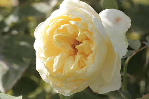 かいきょ　快挙sIMG_4526