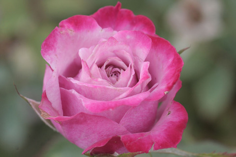 ブルー　オベーションsIMG_5180