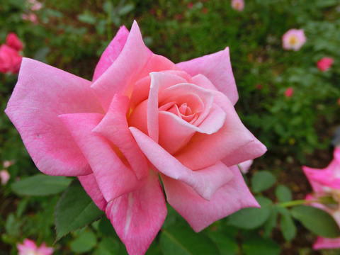 ピンク　パルフェsCIMG4799