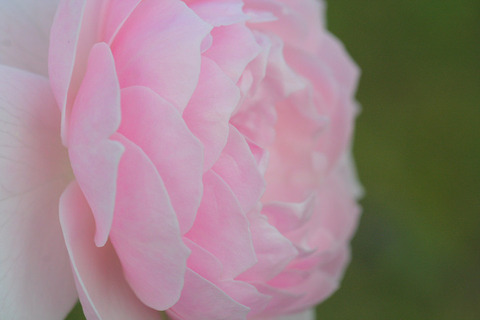 ウィズレー　２００８