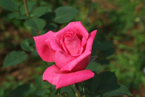 フラグラント　レディsDSCF0661