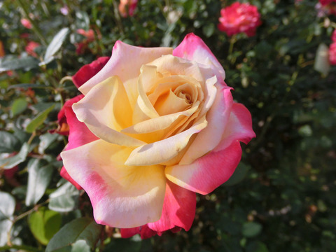 ミラマーレsCIMG8149