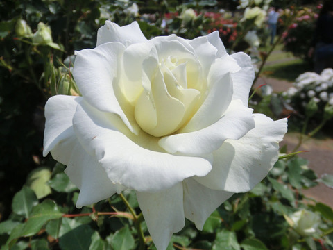 ホワイト　マスター　ピース0051