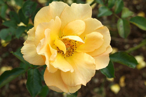 ユリイカsDSCF0542
