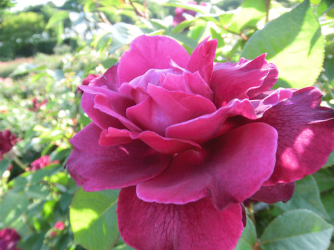 イントゥリーグ8808