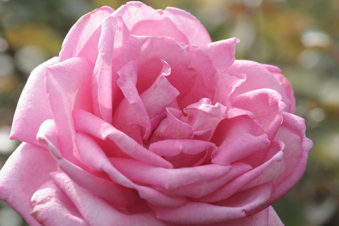 ウェディング　ベルズsIMG_4409