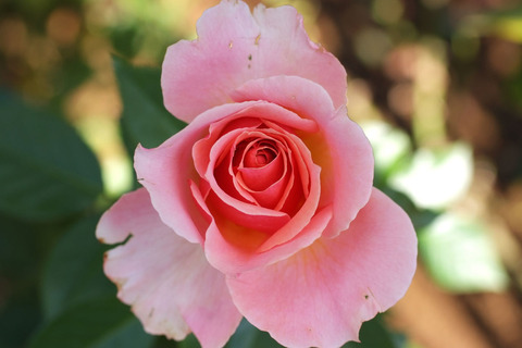 トーナメント　オブ　ローゼズsDSCF9380