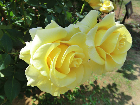 グレイスランド1438