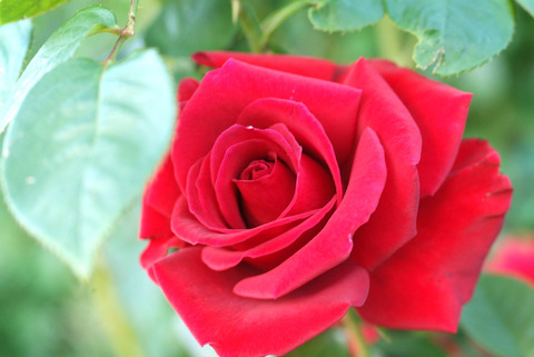 コンラッド　ヘンケルsDSCF1143