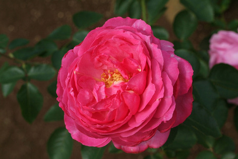 イブ　ピアッチェsDSCF0625