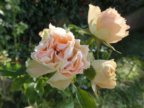 アンティーク　レースsCIMG8489