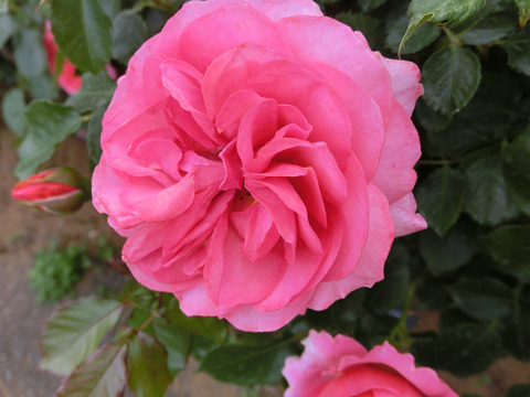 ホープ　アンド　ドリームズsCIMG5013