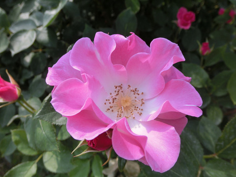 さらさsCIMG3906