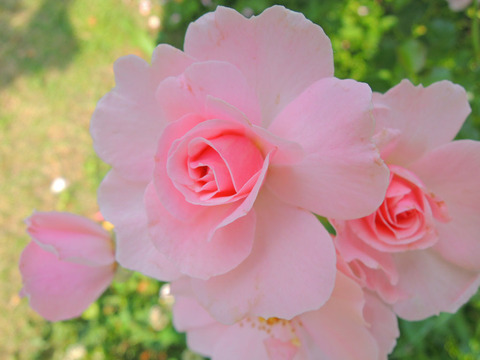 クイーン　マザー1854