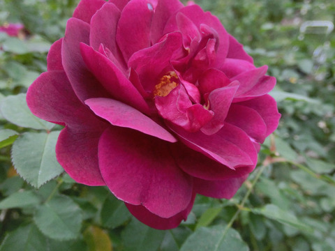 ダーシー　バッセルsCIMG8524