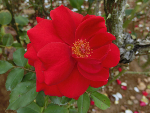 ガルテン　ツァーバァ　’８４sCIMG7390