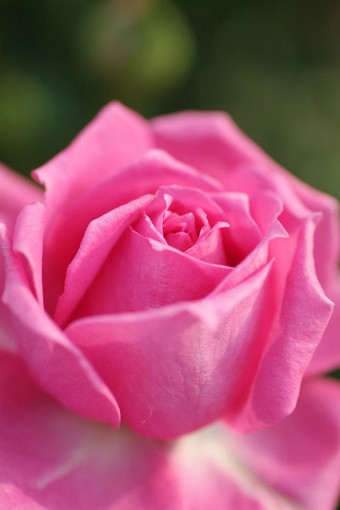 オーバーナイト　センセーション (2)