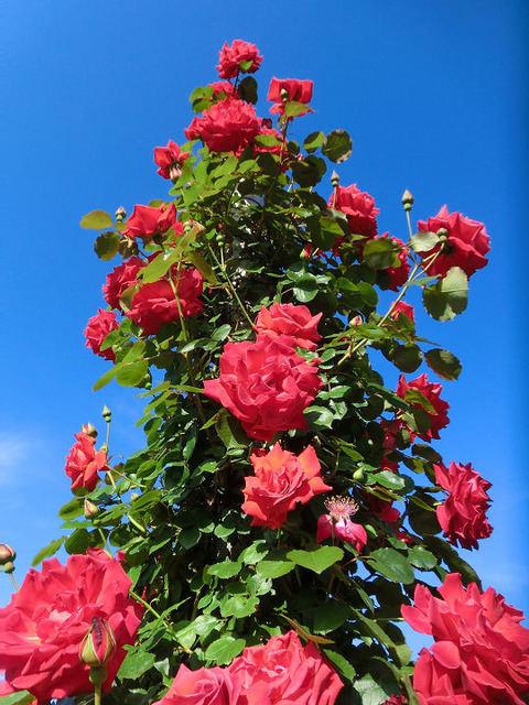 ほのおのなみ　焔の波b8640