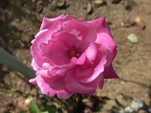 ブルー　パフュームsCIMG6625