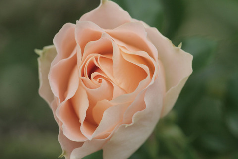 アンティーク　レースsIMG_6851