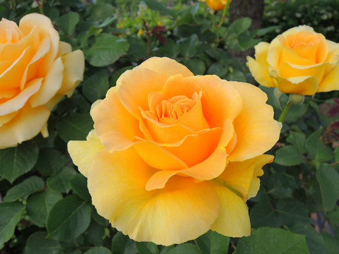 ハニー　ブーケsDSCN3789