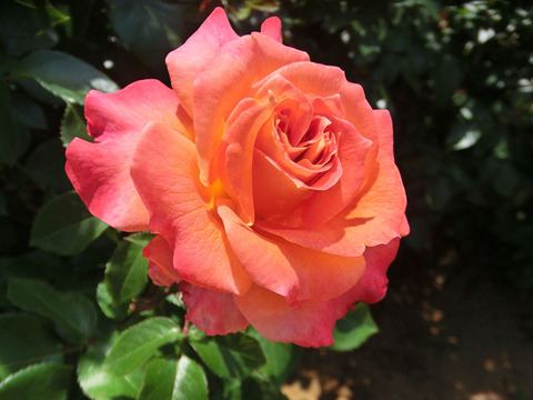 ピュア　ポエトリー1206