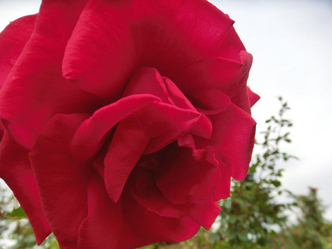 ビクトル　ユーゴ5235