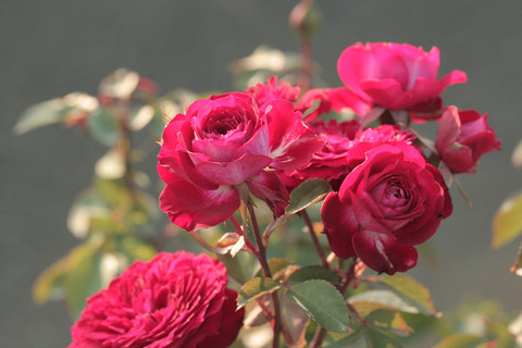 スカーレットオベーション