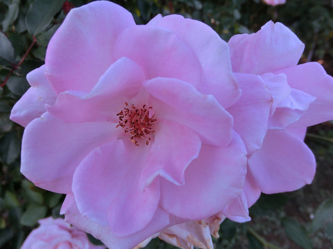 さくらがい　桜貝sCIMG8233