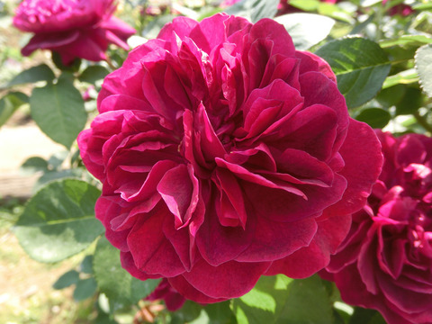 ダーシー　バッセルsCIMG4094