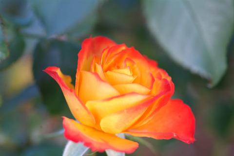 にしき　錦sDSCF1126