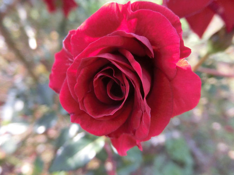 ジョージ　ベストsCIMG8878