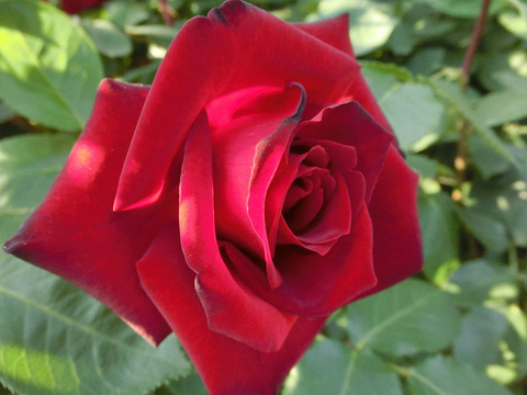 ねつじょう　熱情1287