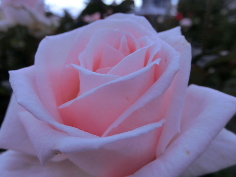 こうき　香貴　（こうき）sCIMG7622