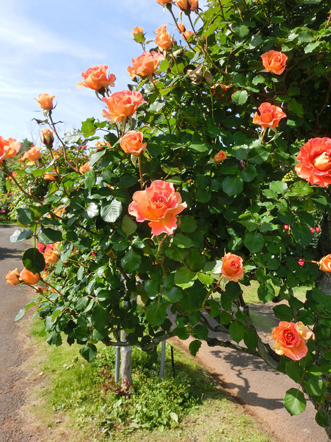 ブラスバンドsCIMG5103