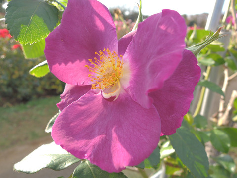 ラプソディー　イン　ブルー6567