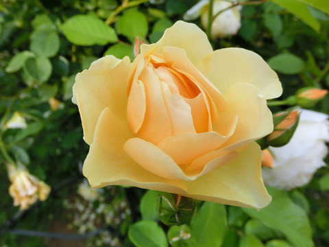 グラハム　トーマス1211