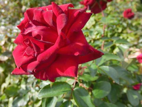 ニコロ　パガニーニsCIMG5913