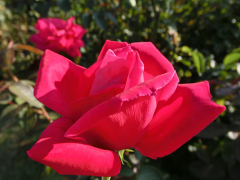 マリア　カラス6874