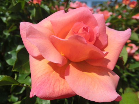 ザンブラ’９３1530