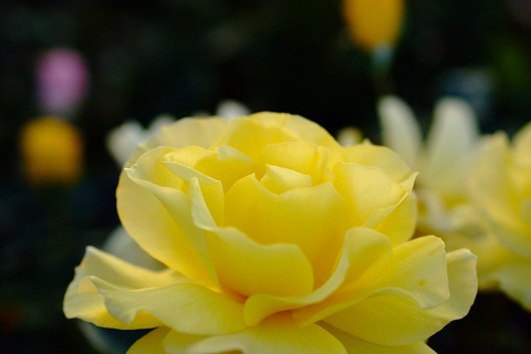 サン　フレーア5675