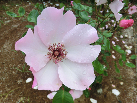 デンティ　ベスsCIMG6324