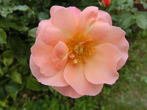 ウーメロsCIMG6894