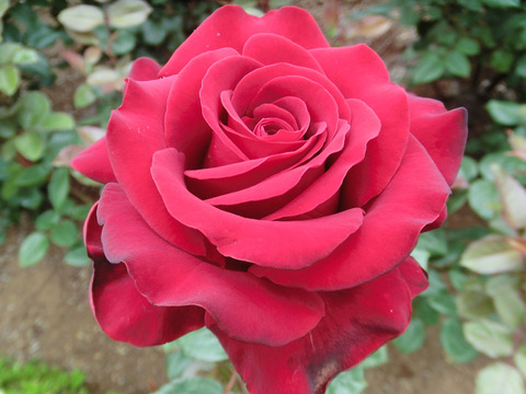 シュワルツ　マドンナsCIMG5669